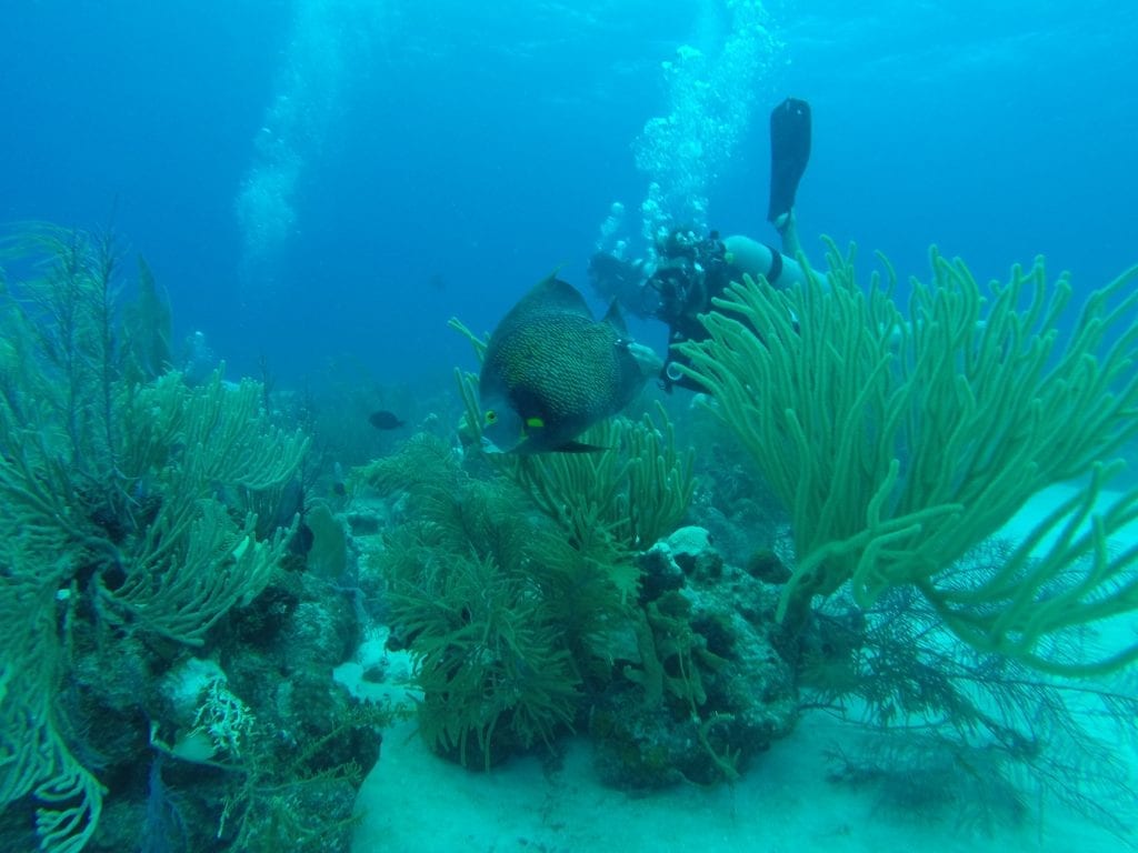 scuba Diver looking at angle fish