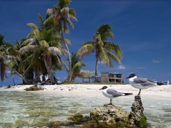gulls at silk cayes