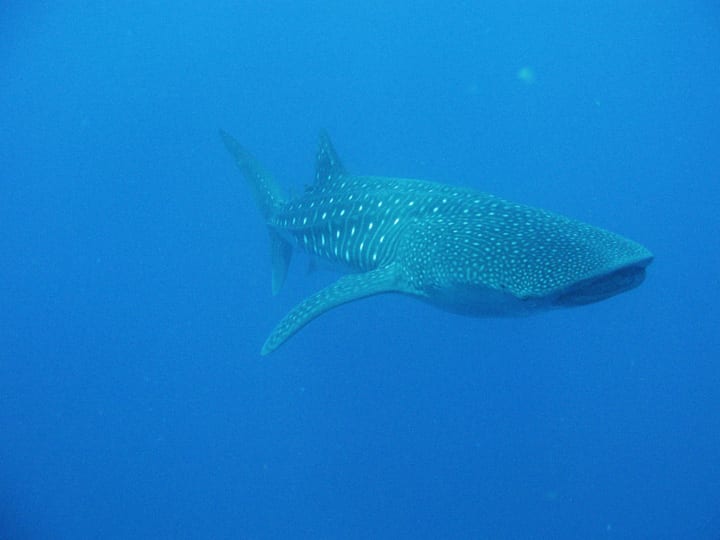 whale shark gladden spit