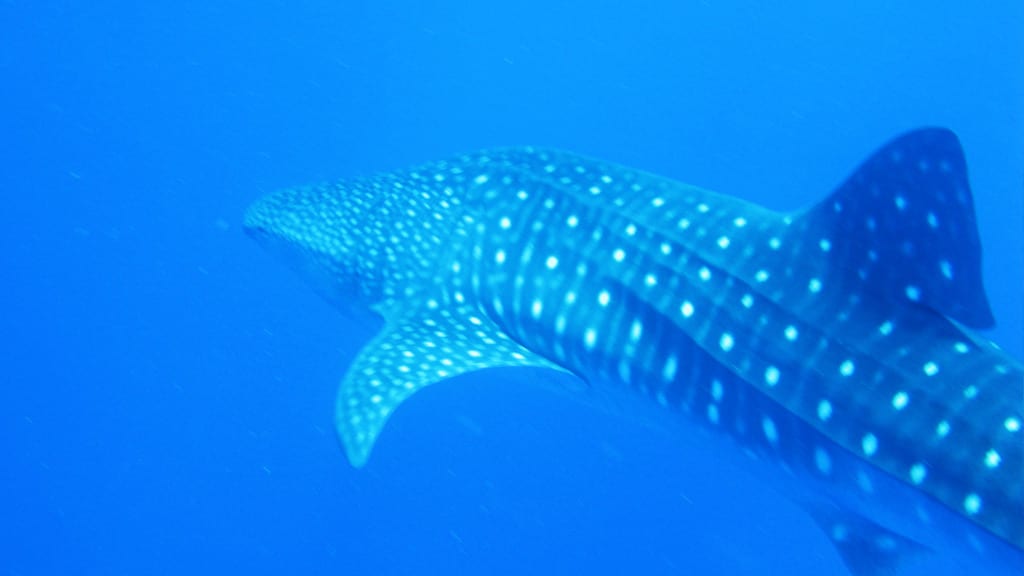 whaleshark