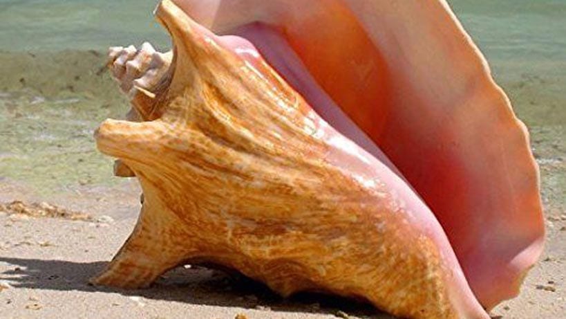conch season in belize