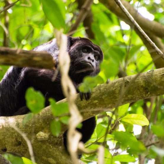 monkey in tree monkey in tree