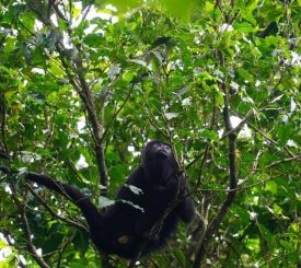 Howler Monkey