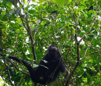 Howler Monkey