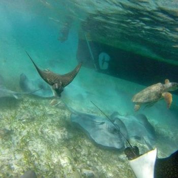 Silk Caye snorkeling